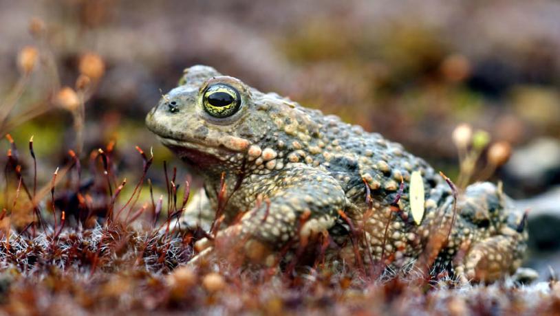 Natterjack toad