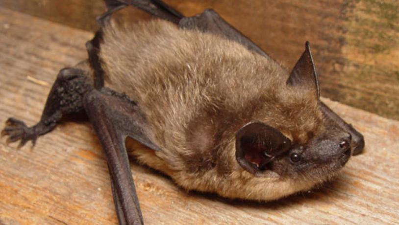 The serotine bat