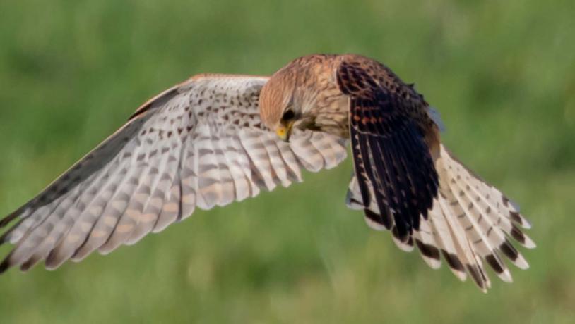 Common kestrel