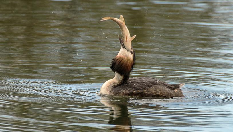 Great crested grebe with fish