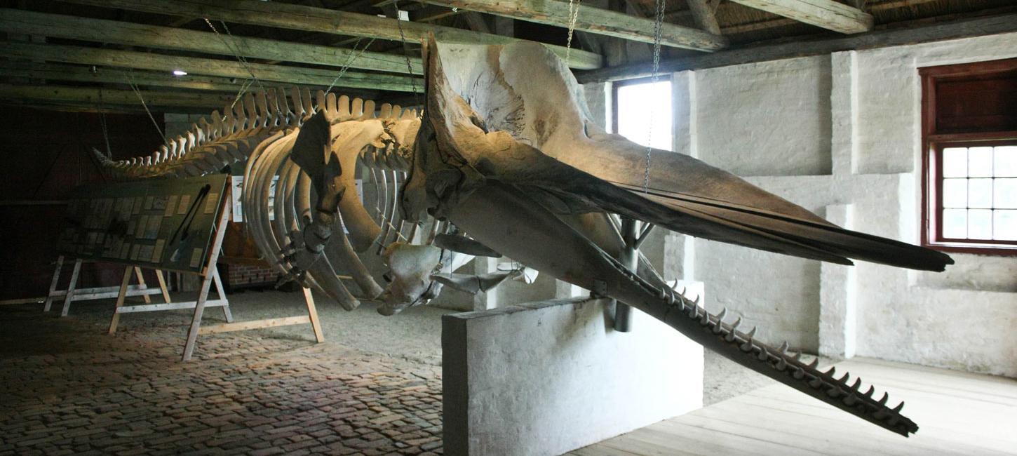 Kaskelothval på Nationalmuseets Kommandørgård på Rømø