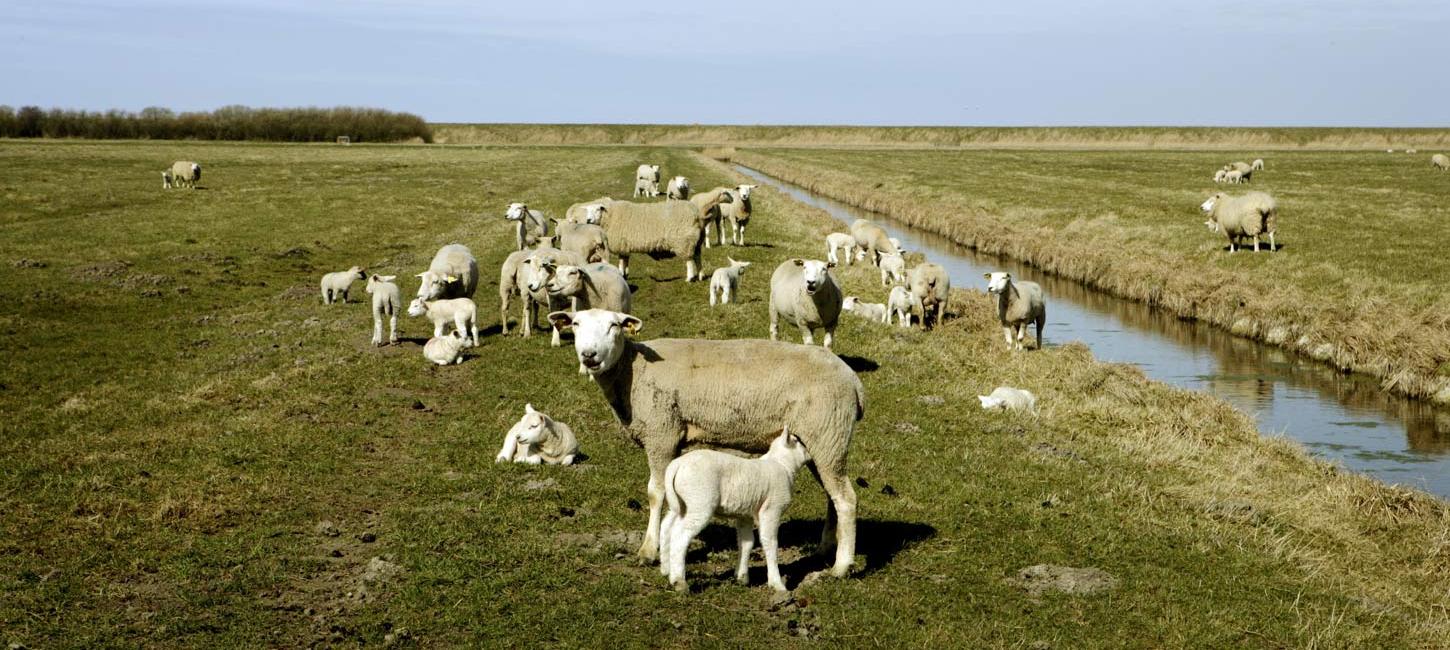 Sheep in the Tønder Marsh