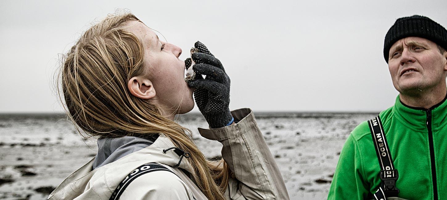 Oysters in the Wadden Sea