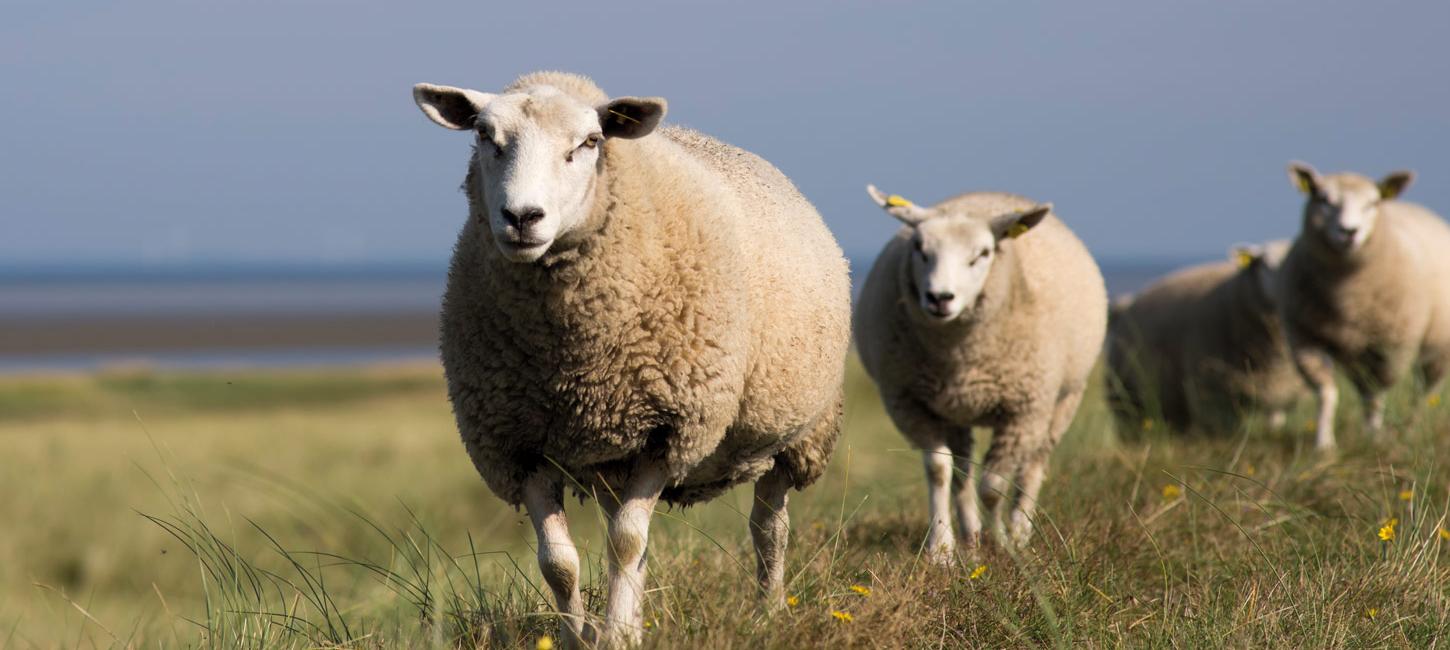 The Tasty Wadden Sea - sheep on the dyke