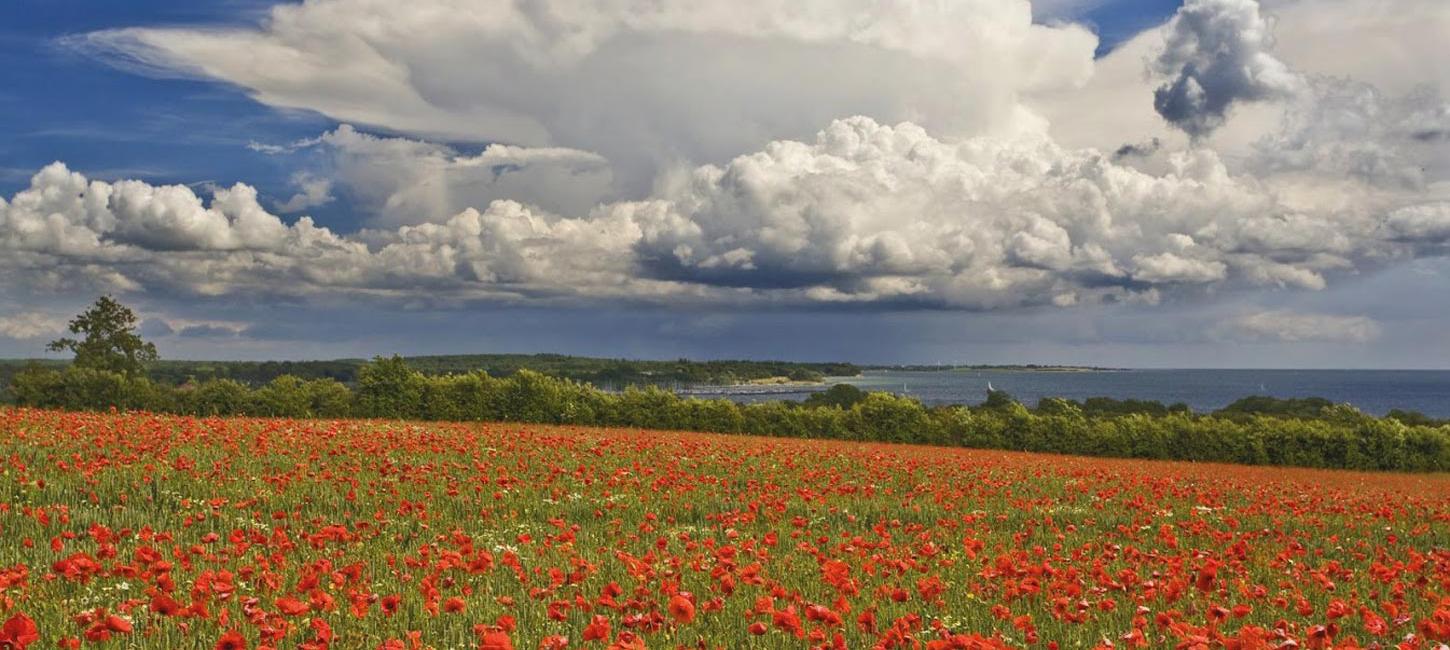 Poppies at the Gendarm Path
