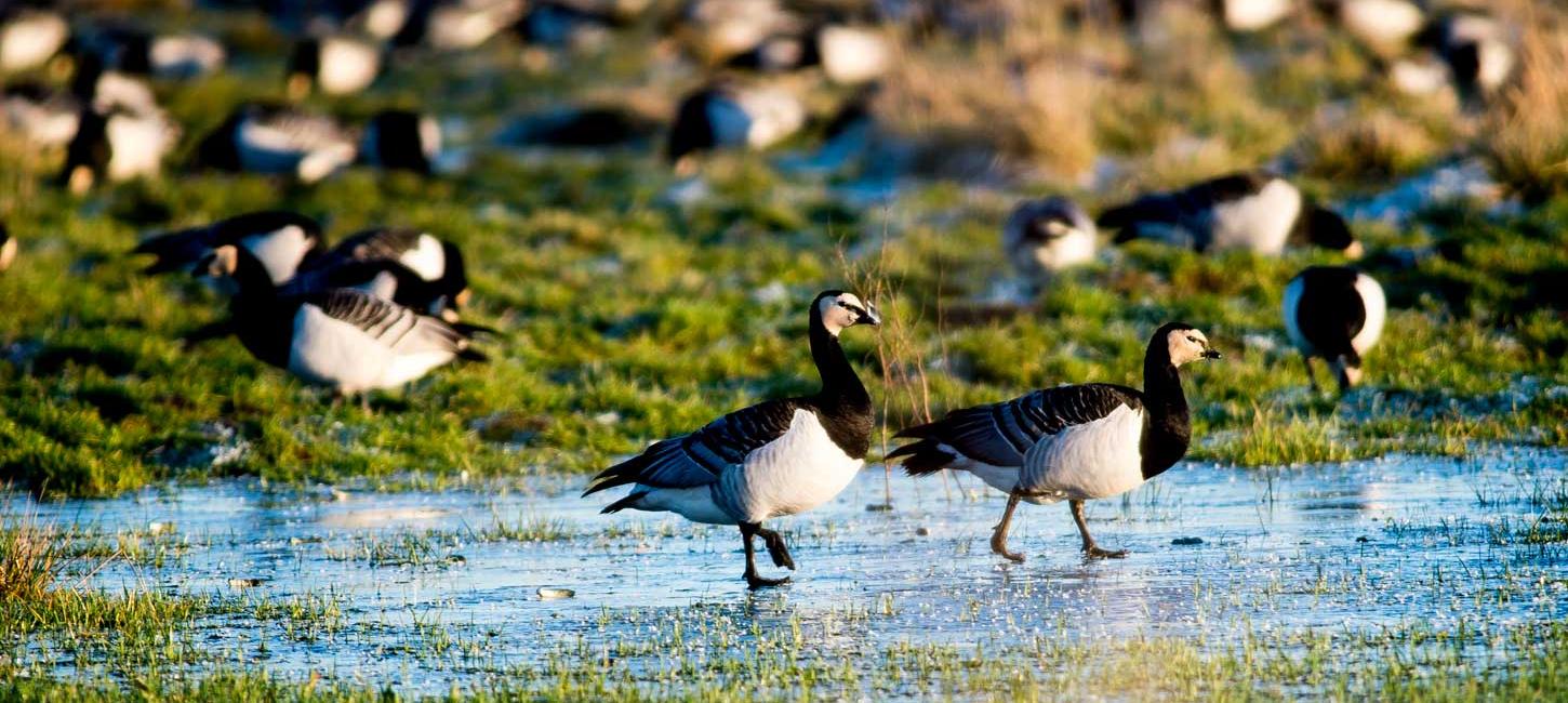 Barnacle geese in Tøndermarsken in frosty weather
