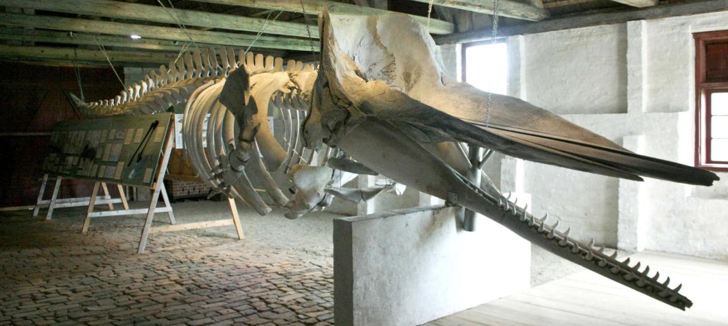 Skelet af kaskelothval på Nationalmuseets Kommandørgård på Rømø