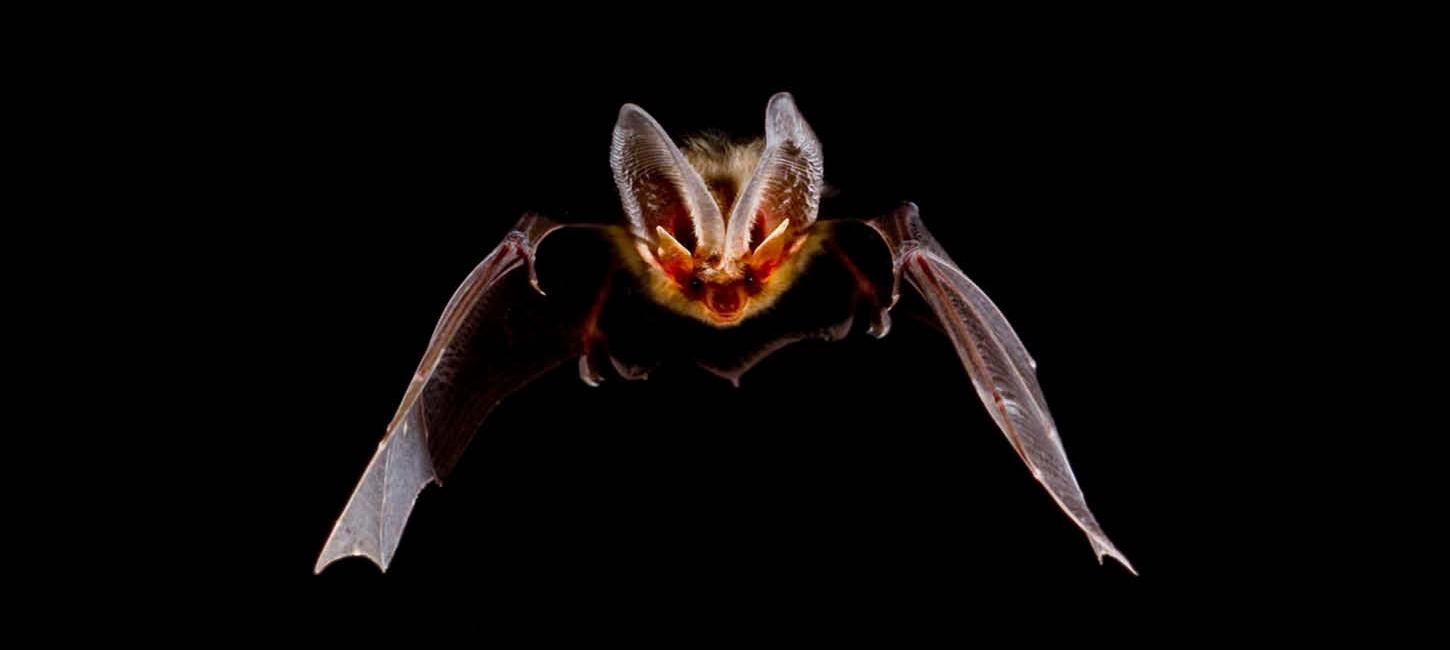 Brown long-eared bat flying