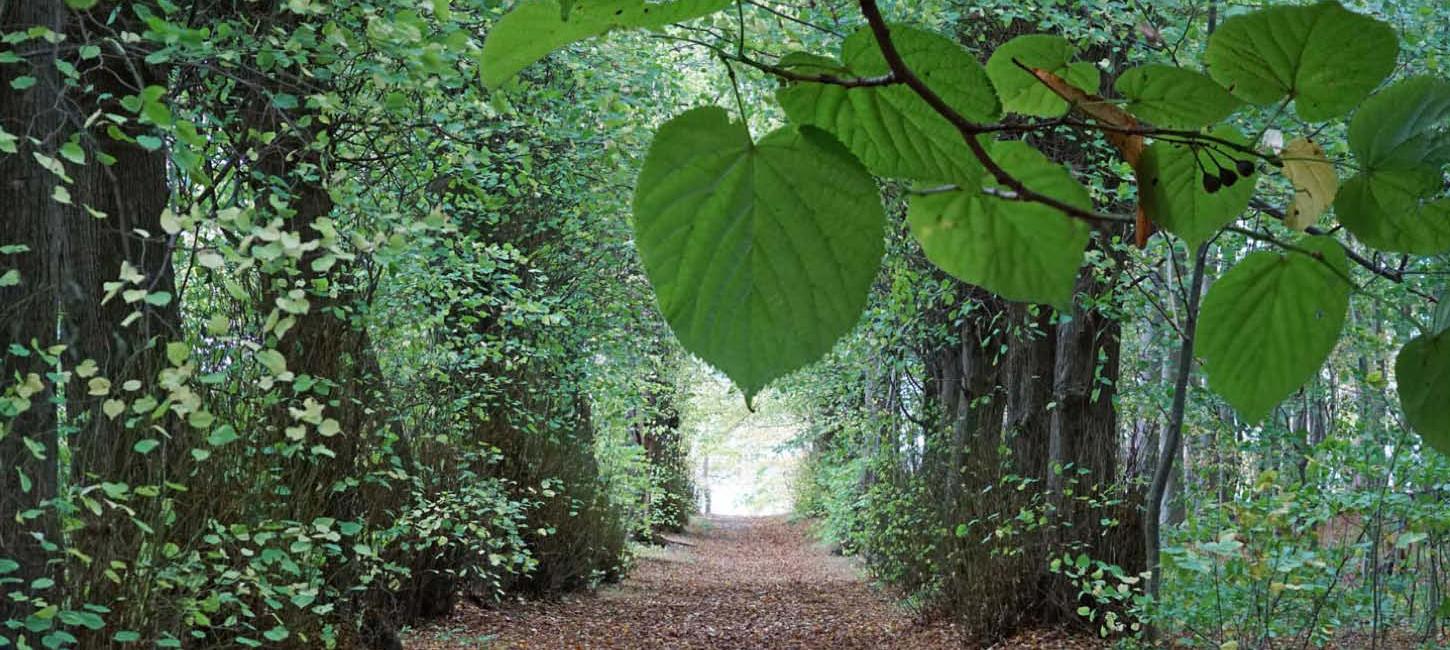 Lime alley at Augustenborg