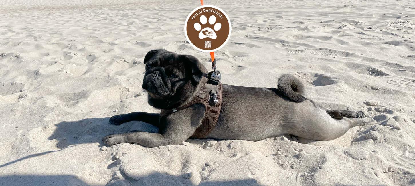 Hund på en strand 