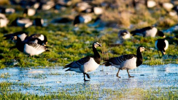 Barnacle geese in Tøndermarsken in frosty weather