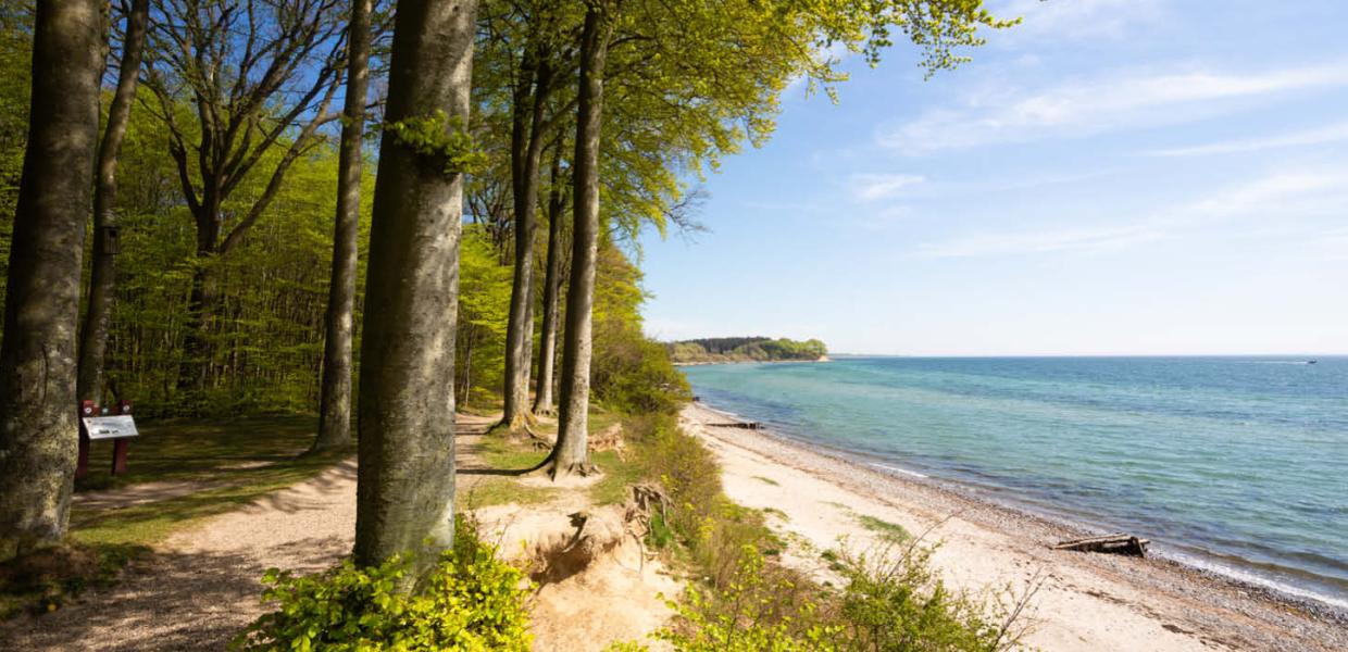 The forest, Sønderskoven Als near Sønderborg