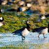 Barnacle geese in Tøndermarsken in frosty weather