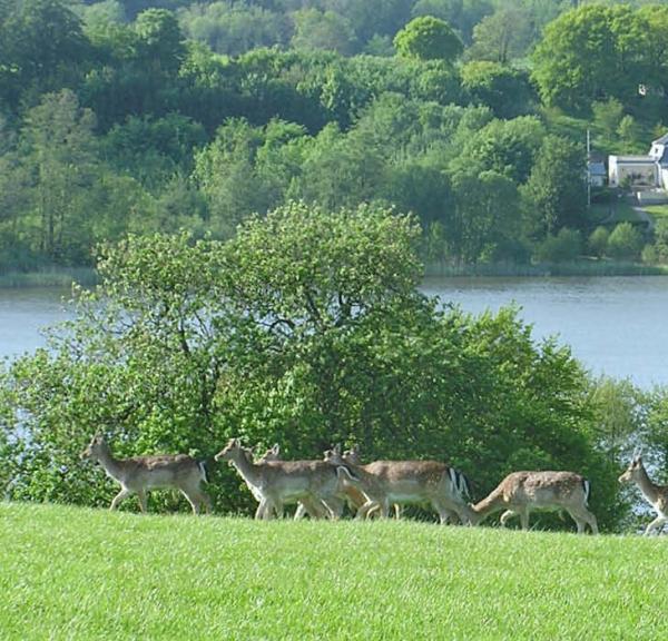 Vildt i Haderslev Dyrehave med Haderslev Dam i baggrunden