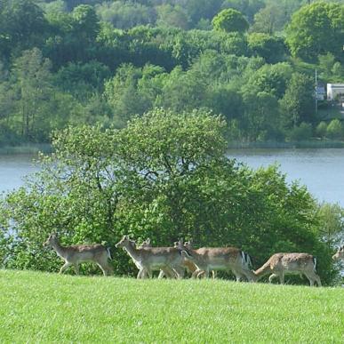 Vildt i Haderslev Dyrehave med Haderslev Dam i baggrunden