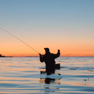 Fiskehejre ved vandløb i Nørreskoven