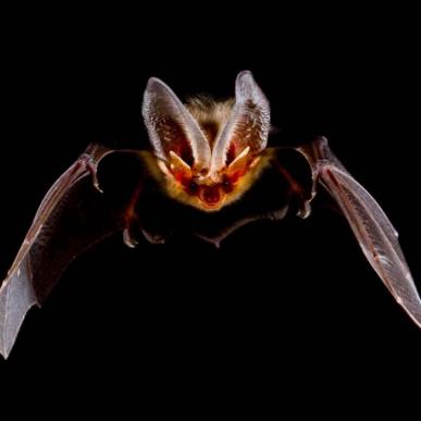 Brown long-eared bat flying