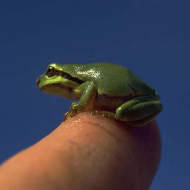 Small European tree frog on the finger