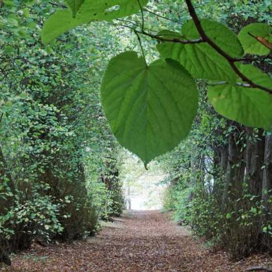 Lime alley at Augustenborg