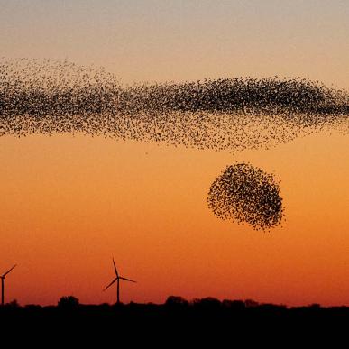 Sort Sol over marsken - fugle samler sig i flokke som bevægende skyer