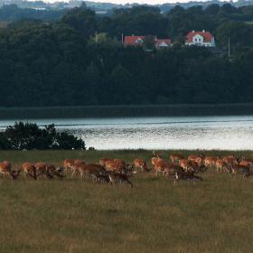 Haderslev Deer Park