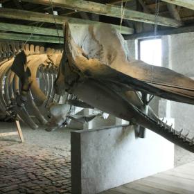 Sperm whale at "Kommandørgaarden" on Rømø