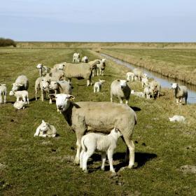 Sheep in the Tønder Marsh