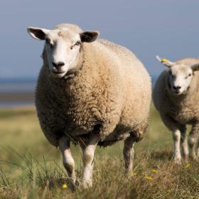 The Tasty Wadden Sea - sheep on the dyke