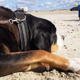 Hund på stranden på Rømø med barnescooter