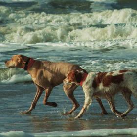 Hunde i vandet på stranden på Rømø