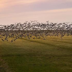 Sort Sol i Tøndermarsken over afvandingskanal