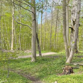 Hjelm Wald bei Aabenraa