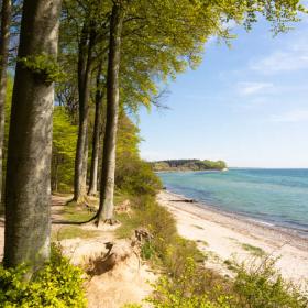 The forest, Sønderskoven Als near Sønderborg