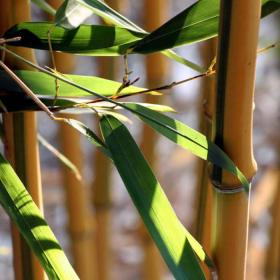 Yellow bamboo