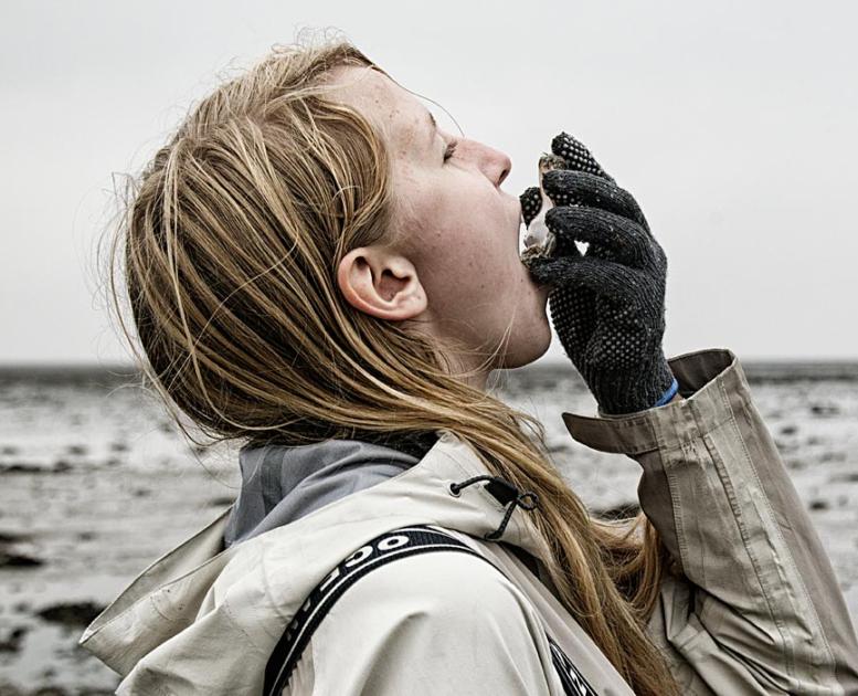 Oysters in the Wadden Sea